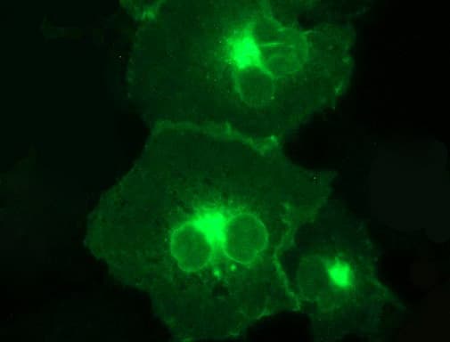 CD274 / B7-H1 / PD-L1 Antibody (clone OTI2C7, Carrier-free)