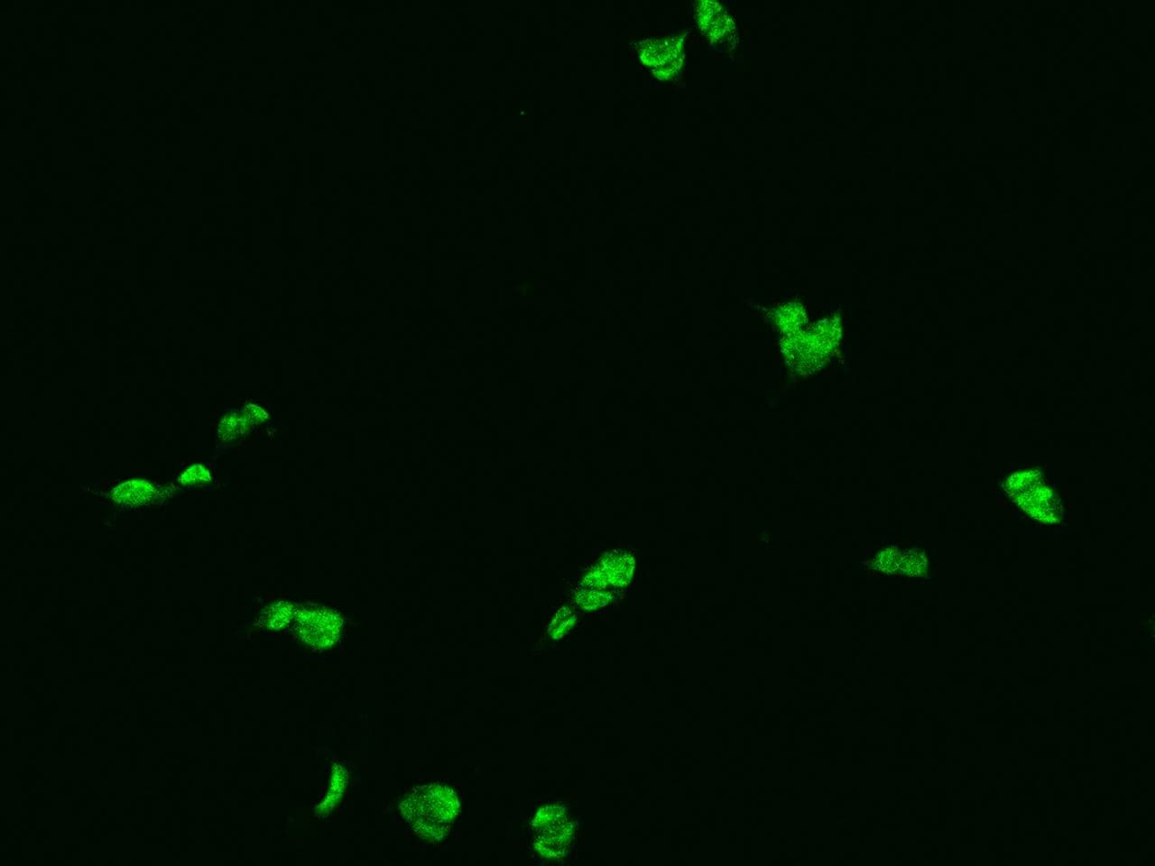 FKBP5 / FKBP51 Antibody