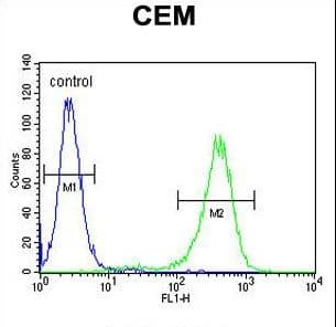 IHC-plus™ Polyclonal Rabbit anti-Human NOS2 / iNOS Antibody (aa830-860, IHC, IF, WB)