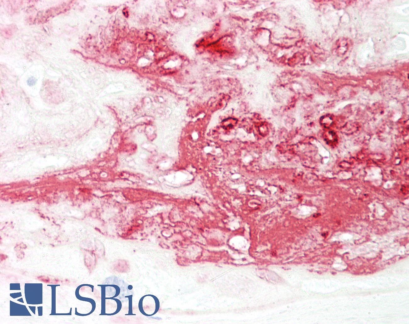 IHC-plus™ CDCA3 Antibody (aa219-268)