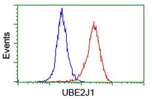 UBE2J1 Antibody (clone OTI3E6)