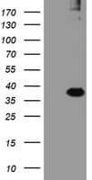 RFPL3 Antibody (clone OTI2G4)