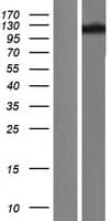 TRPC4 Protein (Over-Expression Lysate Myc-DDK (Flag))