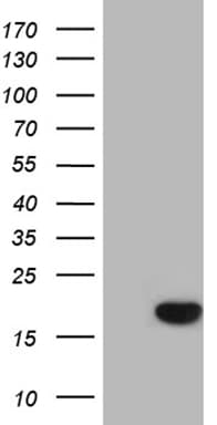 SDHAF1 Antibody (clone OTI2G6, Carrier-free)