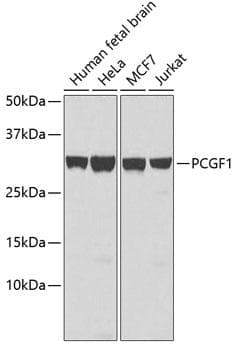 NSPC1 / PCGF1 Antibody