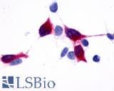 PathPlus™ TPRA1 / GPR175 Antibody (Cytoplasmic Domain)