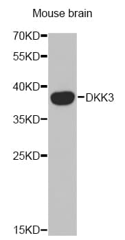 IHC-plus™ DKK3 Antibody