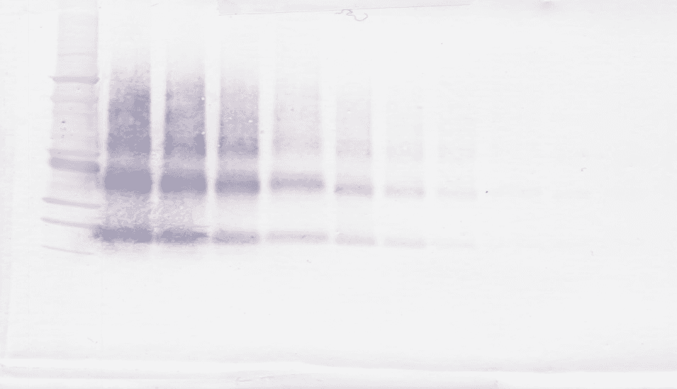 VEGFB Antibody (Biotin)