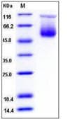 Mouse Serpina3c Protein (Recombinant His,C-terminus)