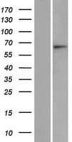 ASB15 Protein (Over-Expression Lysate Myc-DDK (Flag))