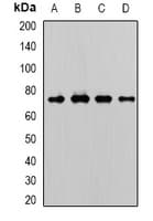 WDR48 Antibody