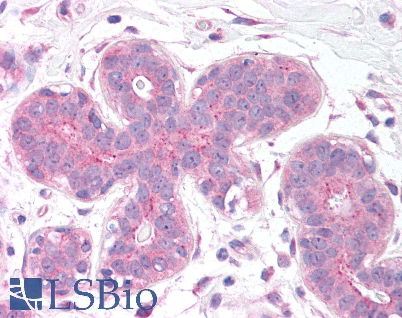 IHC-plus™ TIGAR Antibody
