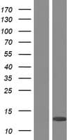 PLAC8 Protein (Over-Expression Lysate Myc-DDK (Flag))