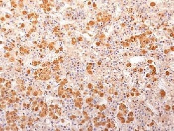 ACTH Antibody (N-Terminus, clone 57, Azide-free, BSA-free)