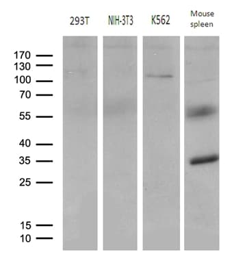 Monoclonal Mouse anti-Human ELF4 / MEF Antibody (clone OTI2D8, aa83-345, IHC, WB)