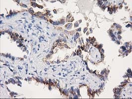 SOCS3 Antibody (clone OTI3D3)