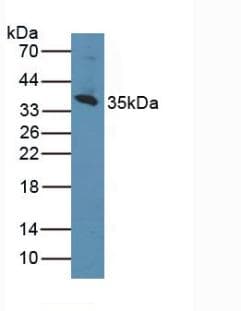 CD1D Antibody (aa56-271)