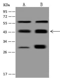 PPM1A / PP2CA Antibody (Preservative Free)