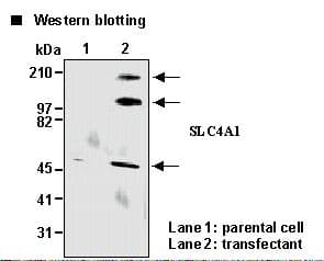 SLC4A1 / Band 3 / AE1 Antibody