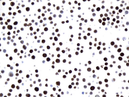 MCM2 Antibody (clone UMAB238, Carrier-free)