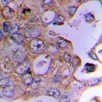 SKP1 Antibody