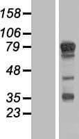 TBC1D14 Protein (Over-Expression Lysate Myc-DDK (Flag))