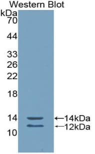 Peptide YY / PYY Antibody (aa31-97)