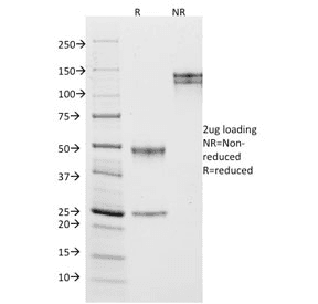 MME / CD10 Antibody (clone MME/1870, Azide-free, BSA-free)