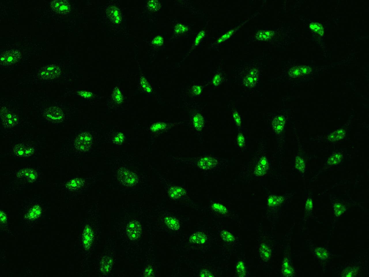 Polyclonal Rabbit anti-Human BRIX1 Antibody (IF, WB)