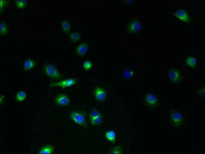 TMEM45A Antibody