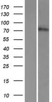 CWH43 Protein (Over-Expression Lysate Myc-DDK (Flag))