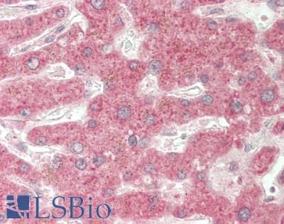 IHC-plus™ PRIM1 Antibody (C-Terminus)