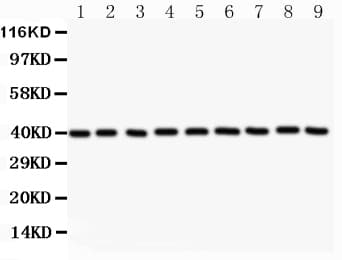 ANXA1 / Annexin A1 Antibody (aa2-346)