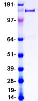 Human PLA2R / PLA2R1 Protein (Recombinant Myc-DDK (Flag))