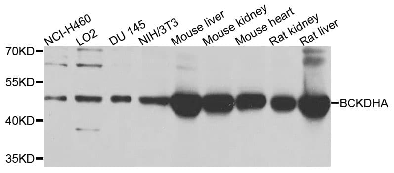 PathPlus™ BCKDHA / BCKDE1A Antibody