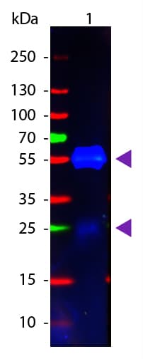 Goat Anti-Rabbit IgG Secondary Antibody (Atto 488)