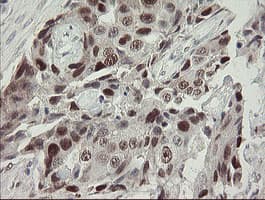 RFC2 / RFC40 Antibody (aa1-234, clone OTI3A7, Carrier-free)