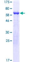 Human ISY1 Protein (Recombinant GST)