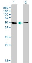 HNF4A / HNF4 Antibody (clone 4E2)