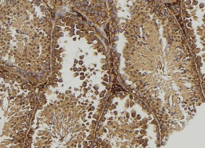 MOG Antibody