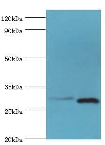 CER1 Antibody (aa18-267)