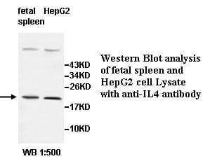 Polyclonal Rabbit anti-Human IL4 Antibody (aa1-153, WB)