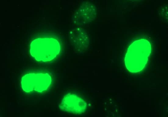 MYC / c-Myc Antibody (clone OTI5E9G2, Carrier-free)