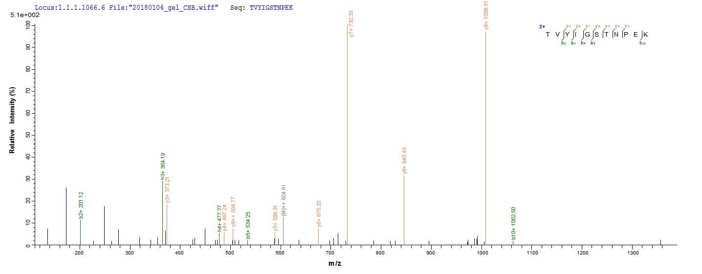 Bovine OBP Protein (Recombinant)