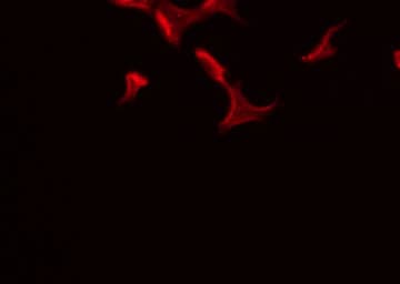 ATP1B3 Antibody