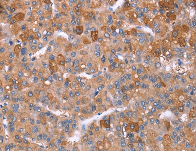 IHC-plus™ GPC6 / Glypican 6 Antibody