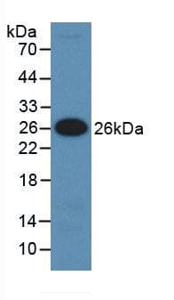 IGFBP5 Antibody (aa27-248)