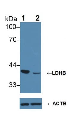 LDHB / Lactate Dehydrogenase B Antibody (aa1-334)