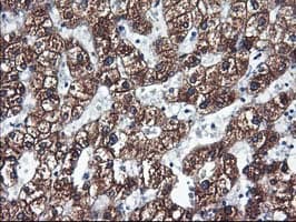 Monoclonal Mouse anti-Human CYP2C9 / Cytochrome P450 2C9 Antibody (clone OTI1D7, IHC, IF, WB)