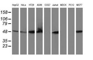 RNH1 Antibody (clone OTI1B7)